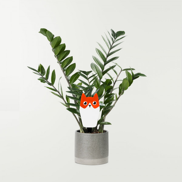 pic plante décoratif avec chat